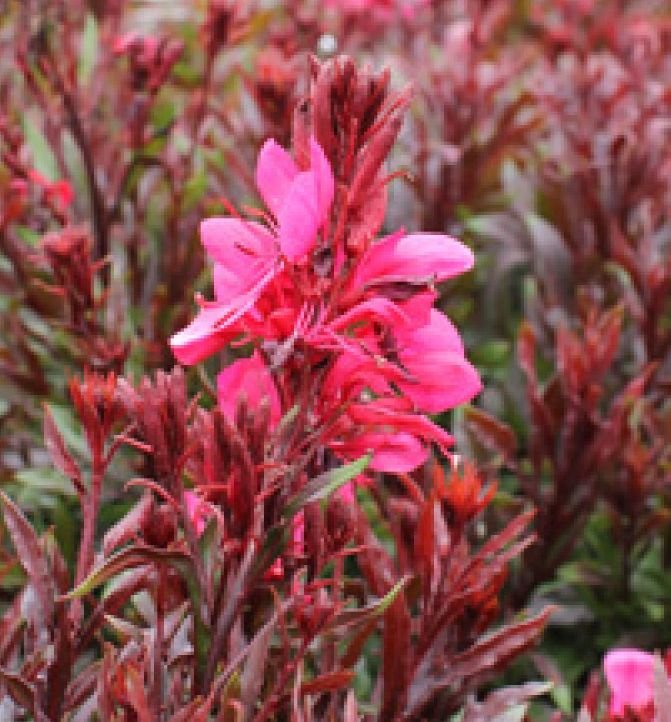 Gaura 'Gaudi Red' - Image 2