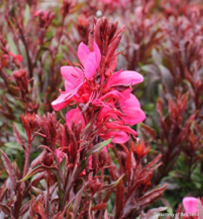 Gaura 'Gaudi Red'