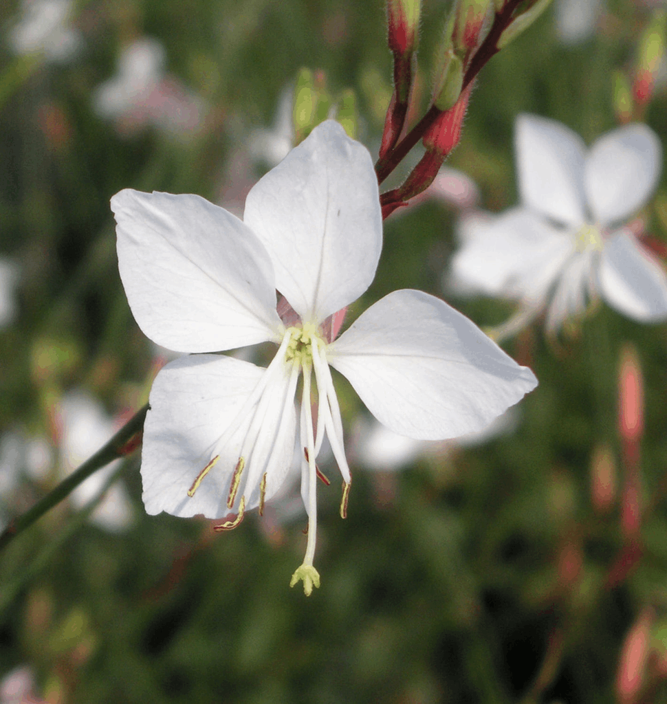 Gaura l. 'Whirling Butterflies' - Image 2