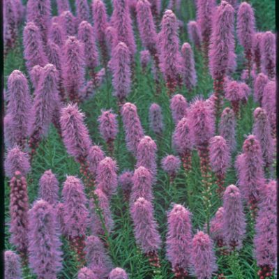 Gayfeather (Liatris kobold) - 1 gallon