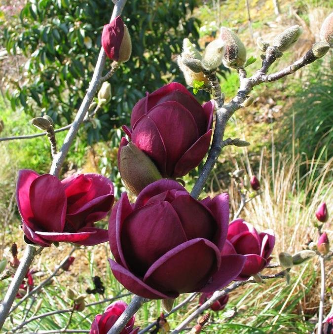 Genie Magnolia (Magnolia x 'Genie') - 2 gallon 4-5' TREE