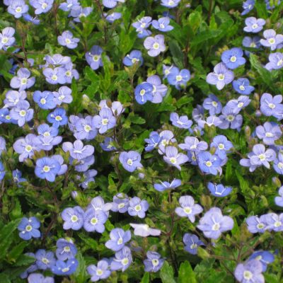 Georgia Blue Creeping Speedwell (Veronica umbrosa 'Georgia Blue') - QT