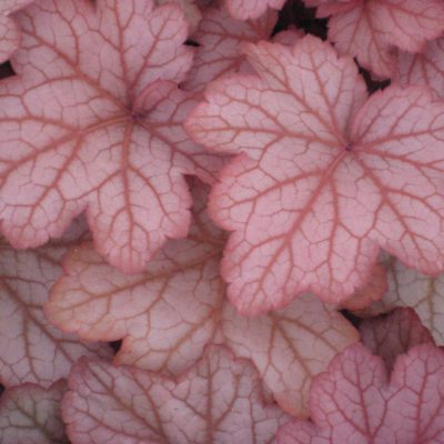 Georgia Peach Coral Bells (Heuchera georgia 'Georgia Peach') - 1 gallon