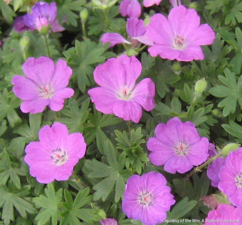 Geranium s. 'Max Frei'