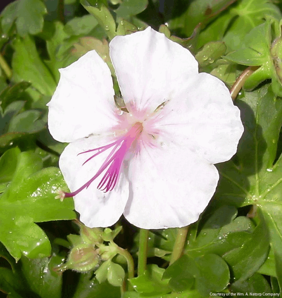 Geranium x c. 'Biokovo'