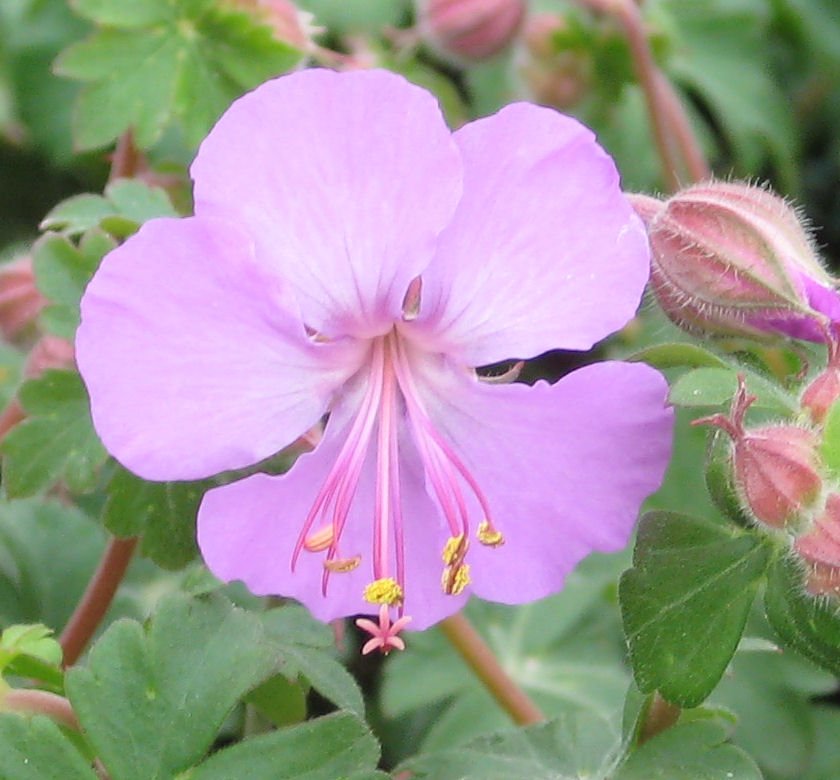 Geranium x c. 'Karmina' - Image 2