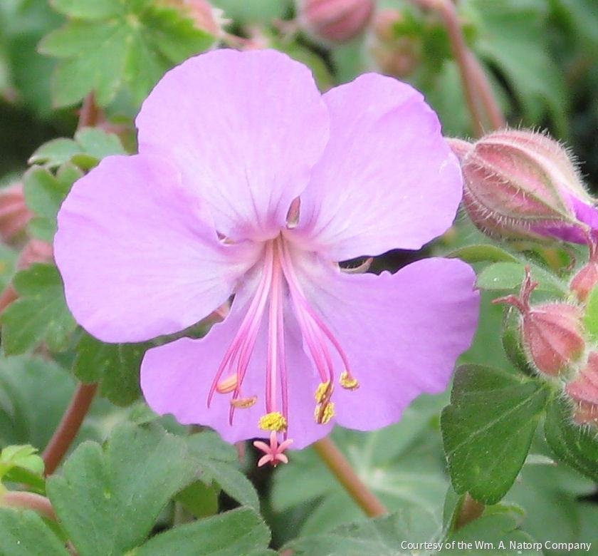 Geranium x c. 'Karmina'