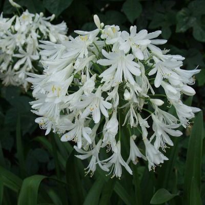 Getty White Lily of the Nile (Agapanthus africanus 'Getty White') - QT