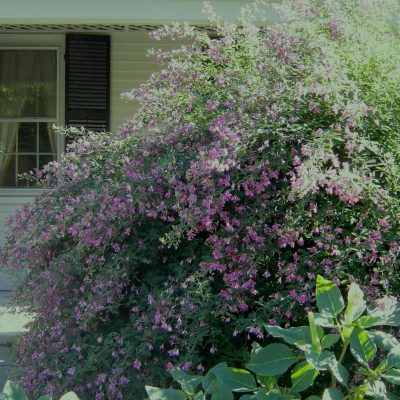 Gibraltar Bush Clover (Lespedeza thunbergii 'Gibraltar') - 3 gallon 15"