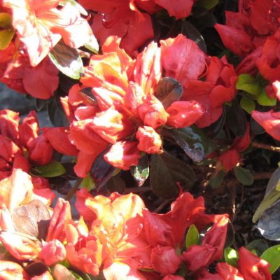 Girard’s Crimson Azalea (Azalea x 'Girard Crimson') - 1 gallon