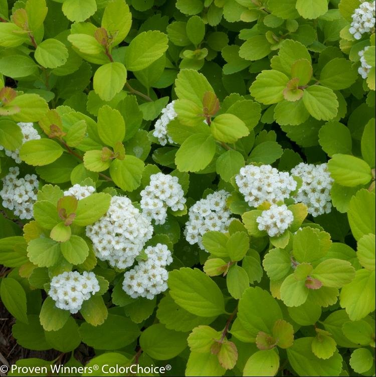 Glow Girl® Birchleaf Spirea (Spiraea BET 'Glow Girl') - 3 gallon 15"