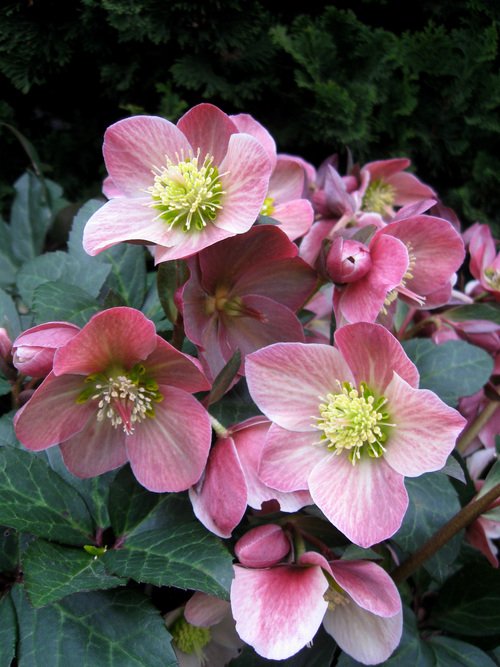Gold Collection® Merlin Lenten Rose (Helleborus merlin) - 1 gallon