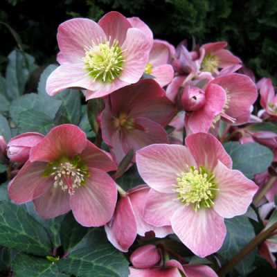 Gold Collection® Merlin Lenten Rose (Helleborus merlin) - 1 gallon