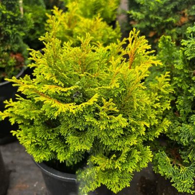 Gold Drop Hinoki False Cypress (Chamaecyparis obtusa 'Gold Drop' ) - QT