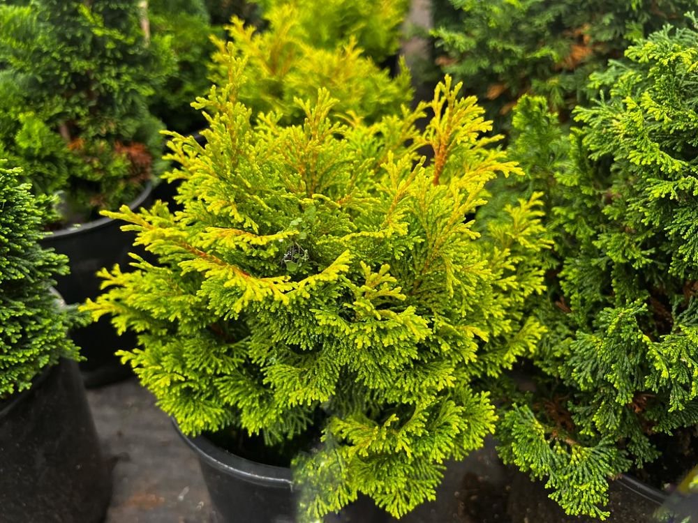 Gold Drop Hinoki False Cypress (Chamaecyparis obtusa 'Gold Drop' ) - QT