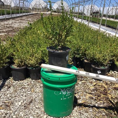Gold Gem Variegated Boxwood (Buxus 'Gold Gem') - 1 gallon 8"