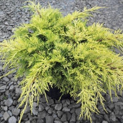 Gold Lace™ Juniper (Juniperus chinensis 'Gold Lace') - 3 gallon 12 to 15"