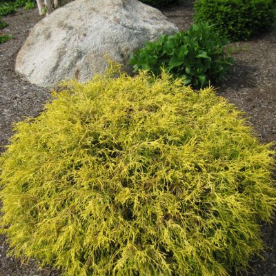Gold Mop Cypress (Chamaecyparis pisifera 'Mops') - 2 gallon 12"