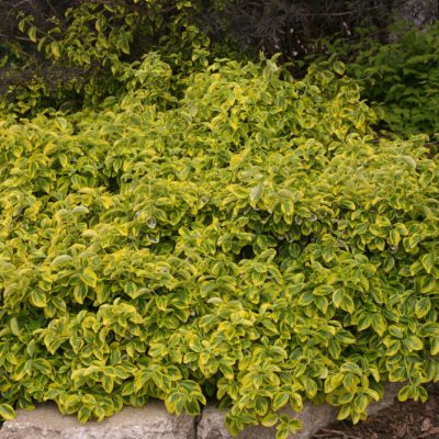 Gold Splash® Wintercreeper (Euonymus fortunei 'Roemertwo') - 2 gallon 10"