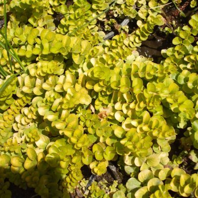 Golden Creeping Jenny (Lysimachia nummularia 'Aurea') - 1 gallon