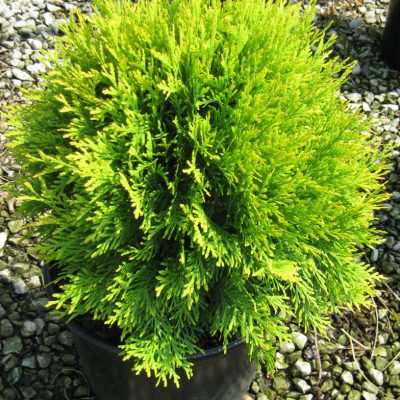 Golden Globe Arborvitae (Thuja occidentalis 'Globosa Aurea') - 3 gallon 12"