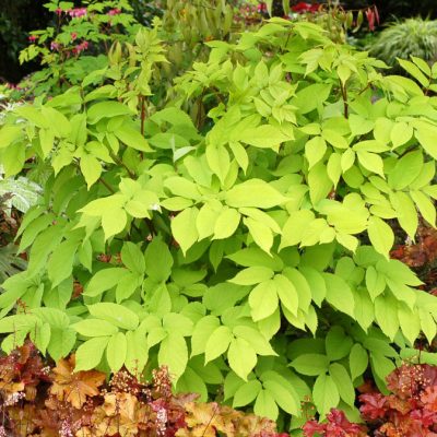 Golden Japanese Spikenard (Aralia cordata 'Sun King') - 1 gallon