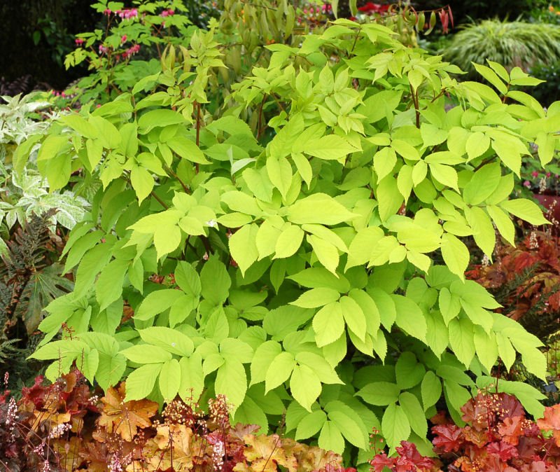 Golden Japanese Spikenard (Aralia cordata 'Sun King') - QT