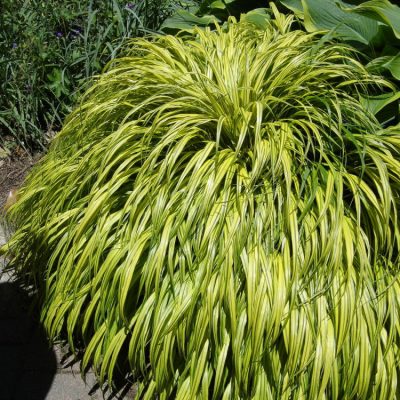Golden Variegated Japanese Forest Grass (Hakonechloa macra 'Aureola') - QT