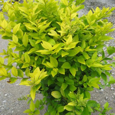 Golden Vicary Privet (Ligustrum x vicary 'Vicaryi') - 3 gallon 15"
