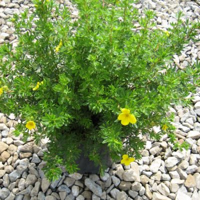 Goldfinger Cinquefoil (Potentilla fruticosa 'Goldfinger') - 2 gallon 10"