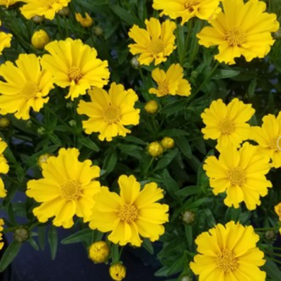 Goldilocks Tickseed (Coreopsis x 'Lil Bang Goldi Locks') - 1 gallon