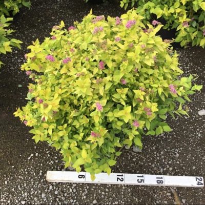Goldmound Spirea (Spiraea japonica 'Goldmound') - 1 gallon