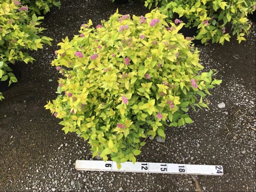 Goldmound Spirea (Spiraea japonica 'Goldmound') - 1 gallon