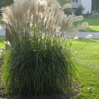 Gracillimus Maiden Grass (Miscanthus sinensis 'Gracillimus') - 2 gallon