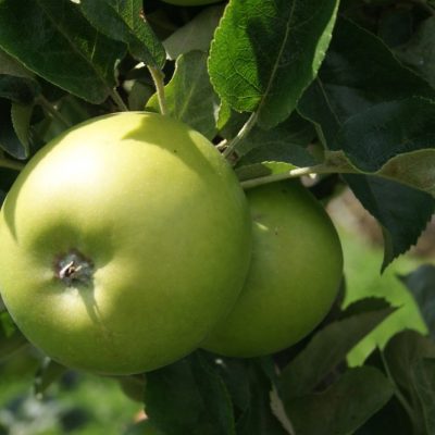 Granny Smith Apple (Malus 'Fruit Granny Smith') - 5 gallon 60"