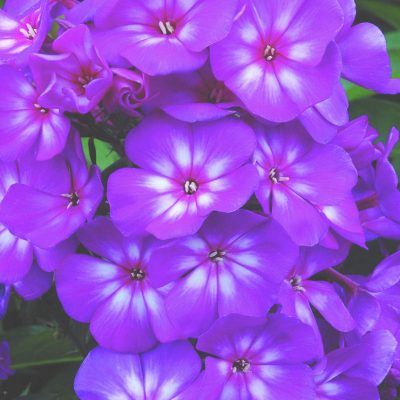 Grape Lollipop™ Phlox (Phlox paniculata 'Ditomsur') - 1 gallon