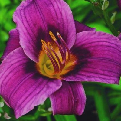 Grape Magic Daylily (Hemerocallis grape 'Grape Magic') - 1 gallon