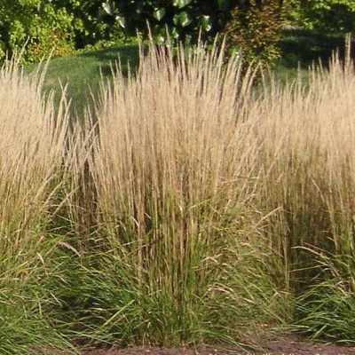 Grass-Calamagrostis x a. 'Karl Foerster'