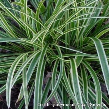 Grass-Carex morrowii 'Ice Dance'