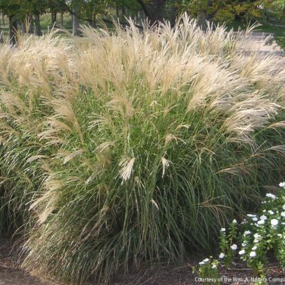 Grass-Miscanthus s. 'Adagio'