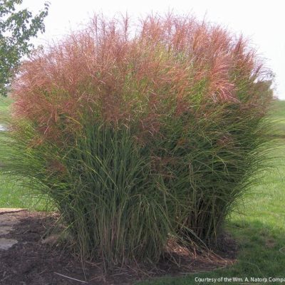 Grass-Miscanthus s. 'Gracillimus'