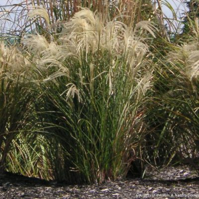 Grass-Miscanthus s. 'Graziella'