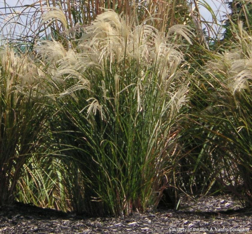 Grass-Miscanthus s. 'Graziella'
