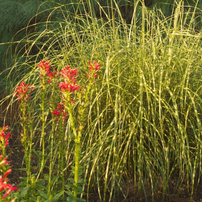 Grass-Miscanthus s. 'Little Zebra'