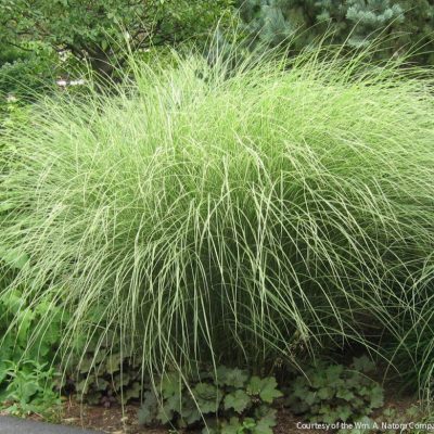 Grass-Miscanthus s. 'Morning Light'