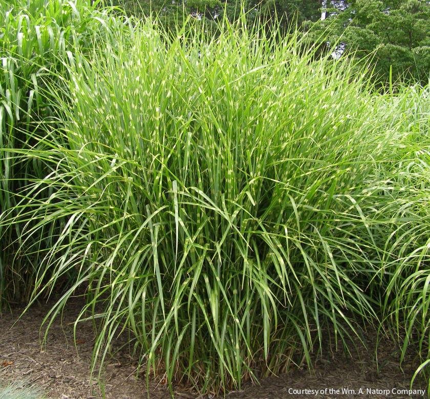 Grass-Miscanthus s. 'Strictus'