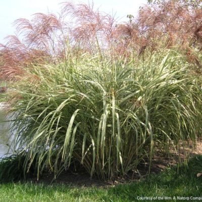 Grass-Miscanthus s. 'Variegatus'