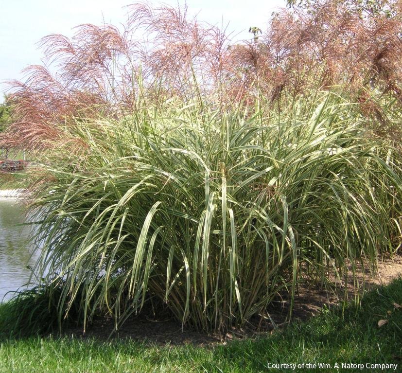 Grass-Miscanthus s. 'Variegatus'