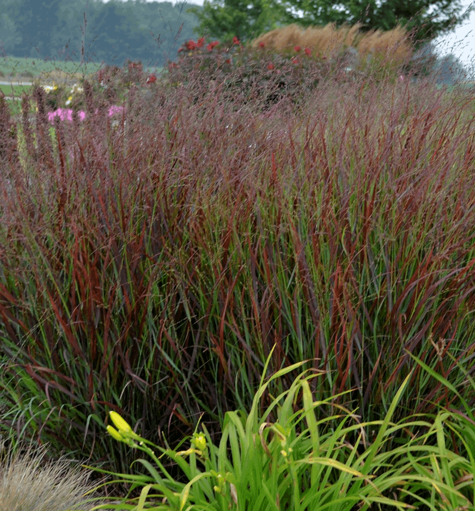 Grass-Panicum v. 'Cheyenne Sky' - Image 2