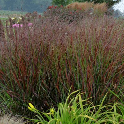 Grass-Panicum v. 'Cheyenne Sky'